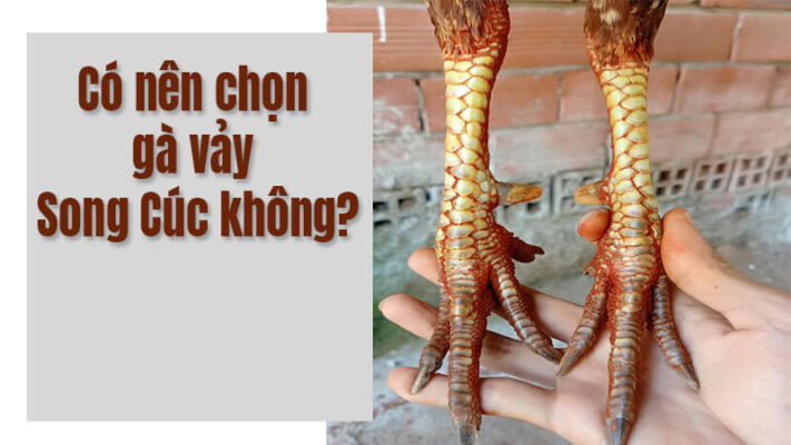 Cách nhận biết ý nghĩa đặc biệt của vảy song cúc trong gà chọi